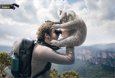 koala.jpg