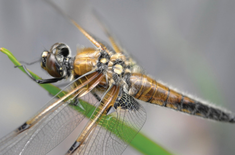 L9999726_AP-800x530.jpg
