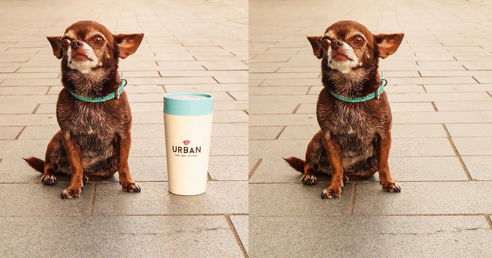 A small brown dog with a turquoise collar sits on gray pavement. In the left image, a white travel mug with a blue lid labeled Urban is beside the dog; in the right image, the mug is missing.
