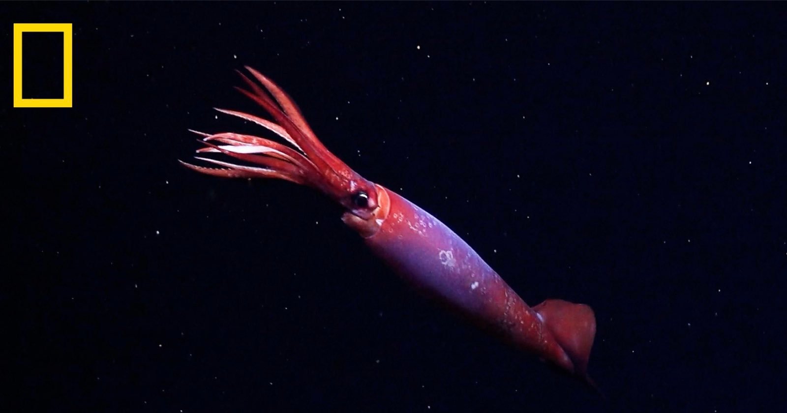 A deep-sea giant squid swims in dark ocean water with its long red tentacles extended. The National Geographic logo is visible in the top left corner.