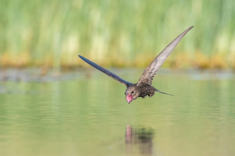web-BIRDSINFLIGHT-Gold-TzahiFinkelstein-800x533.jpg