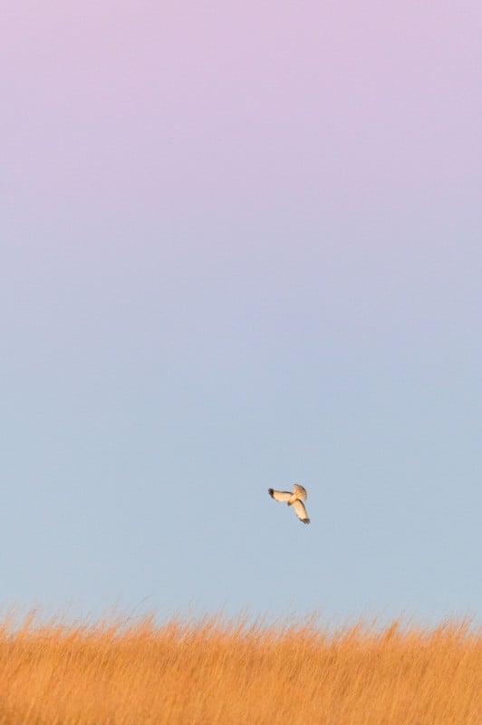 ray-hennessy-northern-harriers_006-532x800.jpg