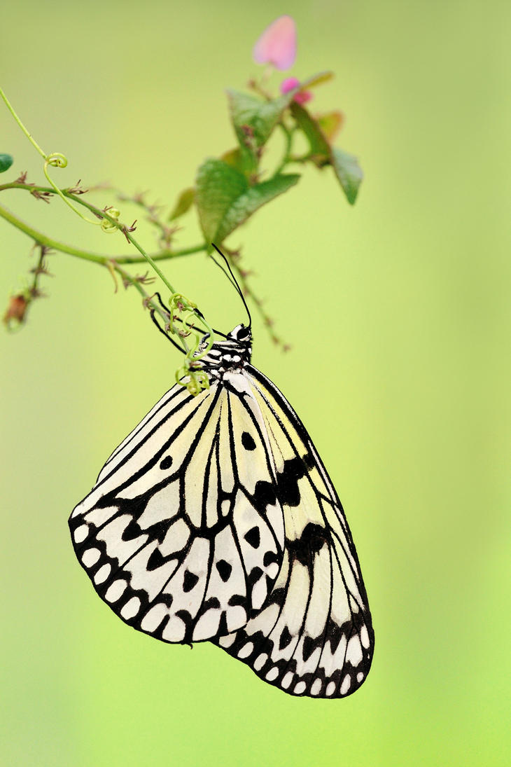 tree_nymph_301210_by_inckurei-d360f0m.jpg