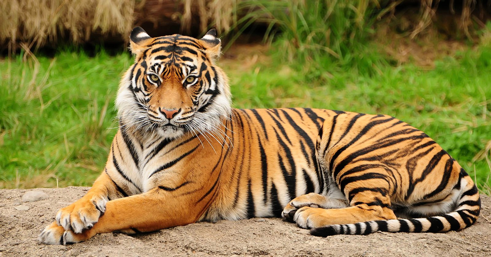 A majestic tiger lying on a rock, its golden-brown fur marked with distinctive black stripes. The tiger gazes directly ahead, surrounded by green grass and a blurred natural background.