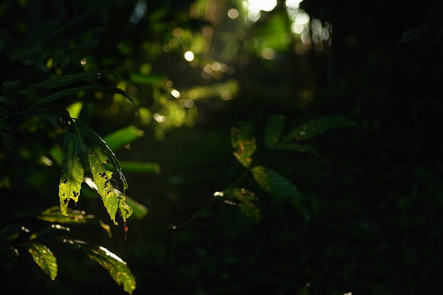 6773721329_9bea6f0f94_z.jpg