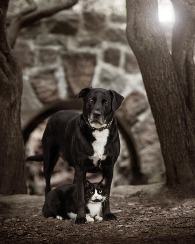 black-cat-and-black-dog-4408-640x800.jpg