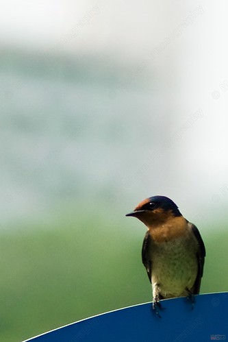3494296800_03e242b908.jpg