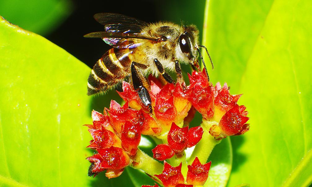 bee3.JPG