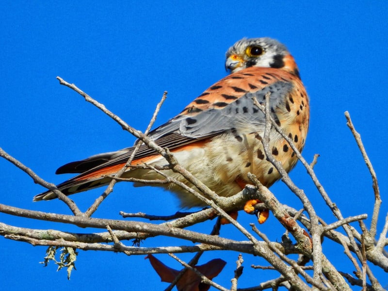 American-Kestrel-800x600.jpg