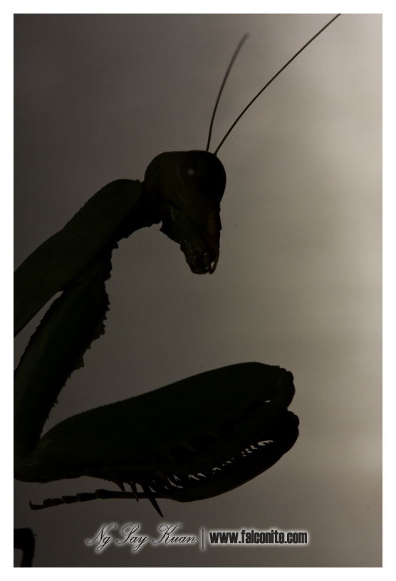 2852805743_295882d7b1_o.jpg