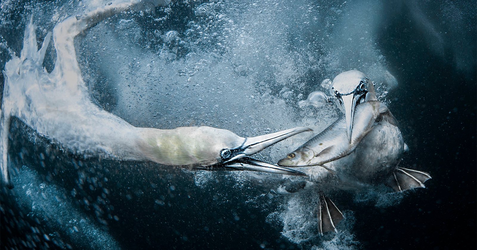 World Nature Photography Awards 2024 winning photographs