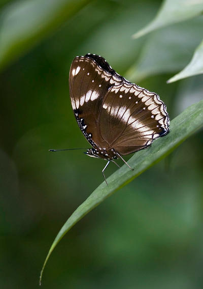Jacintha_Eggfly_by_inckurei.jpg