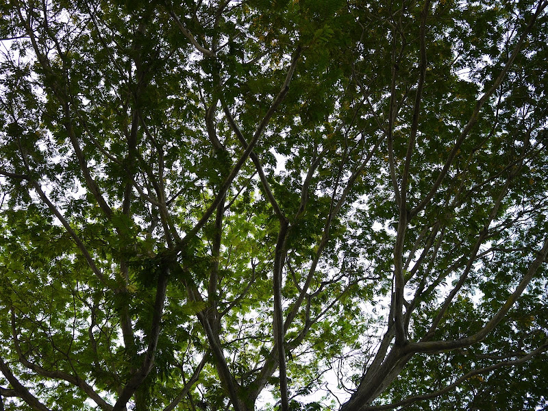P1000042.JPG