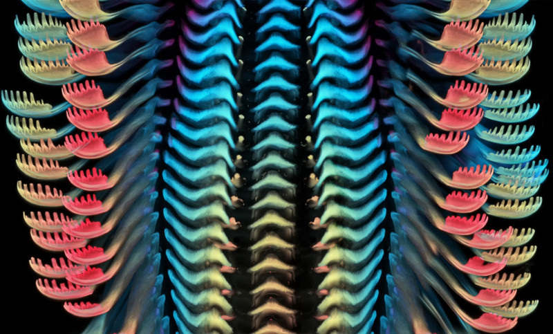 3-radula1-800x483.jpg