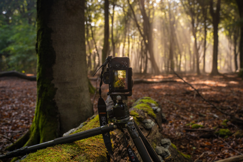 ForestBTS1-800x533.jpg