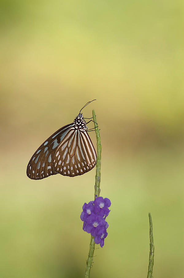 Blue_Glassy_Tiger_2_by_inckurei.jpg