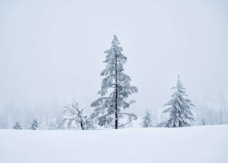 Christian-Hoiberg-Winter-Portraits-3-800x571.jpg