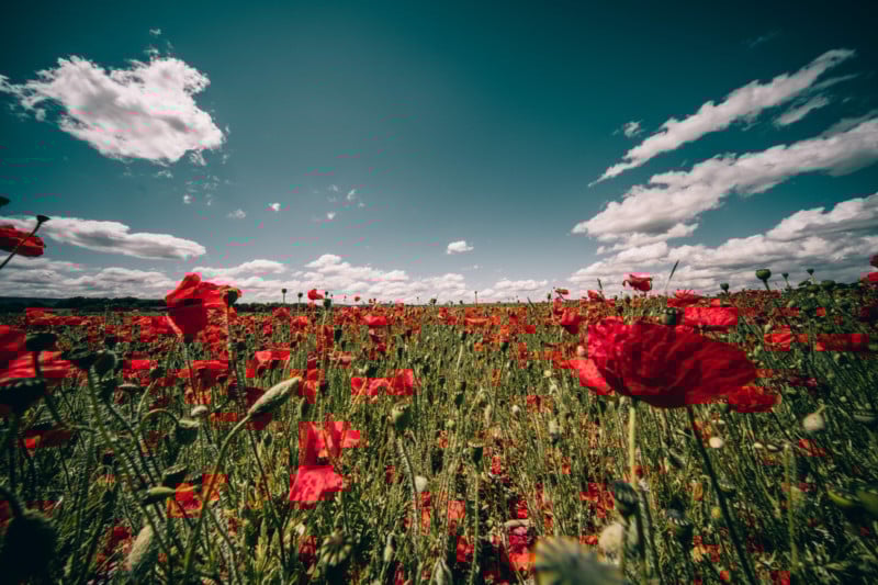 ©-Robert-Beasley-800x533.jpg