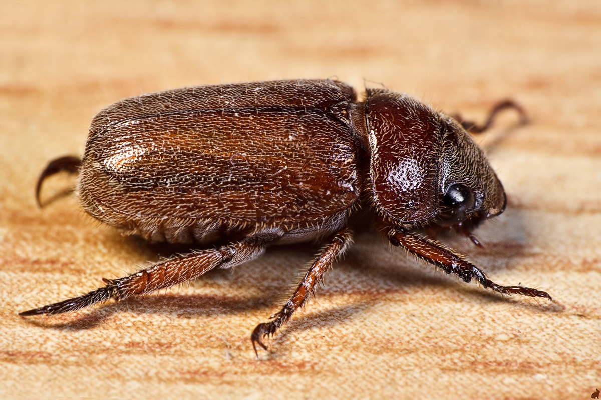 The_Beetle_by_Draken413o.jpg