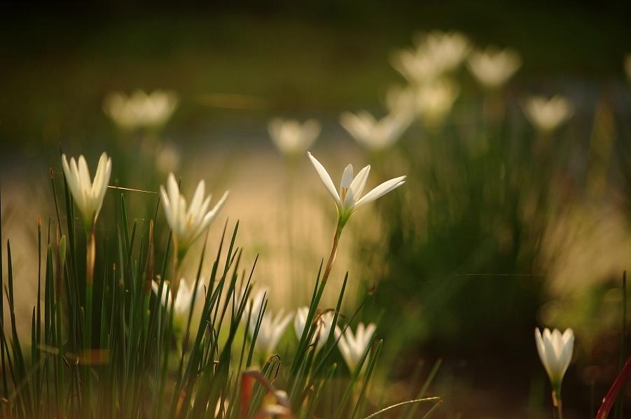 aflowers.JPG