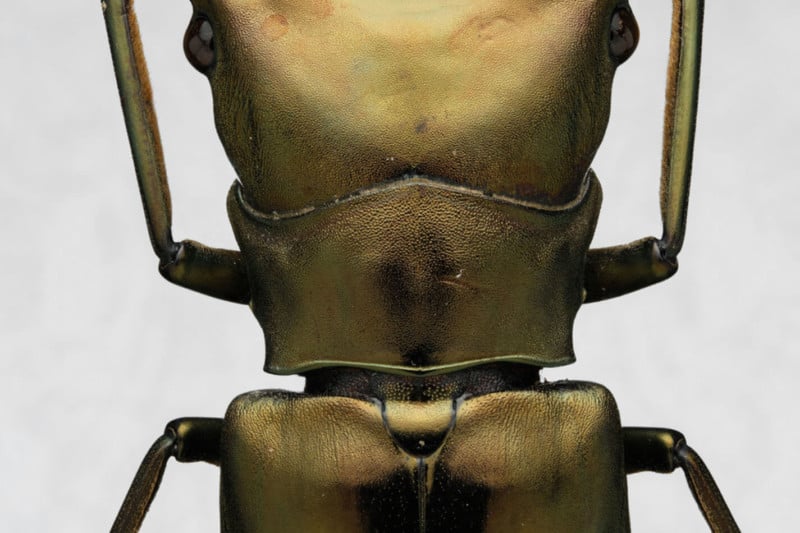insect-art-print-06-800x533.jpg