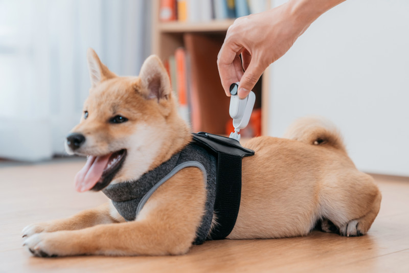 Pet_03-800x534.jpg