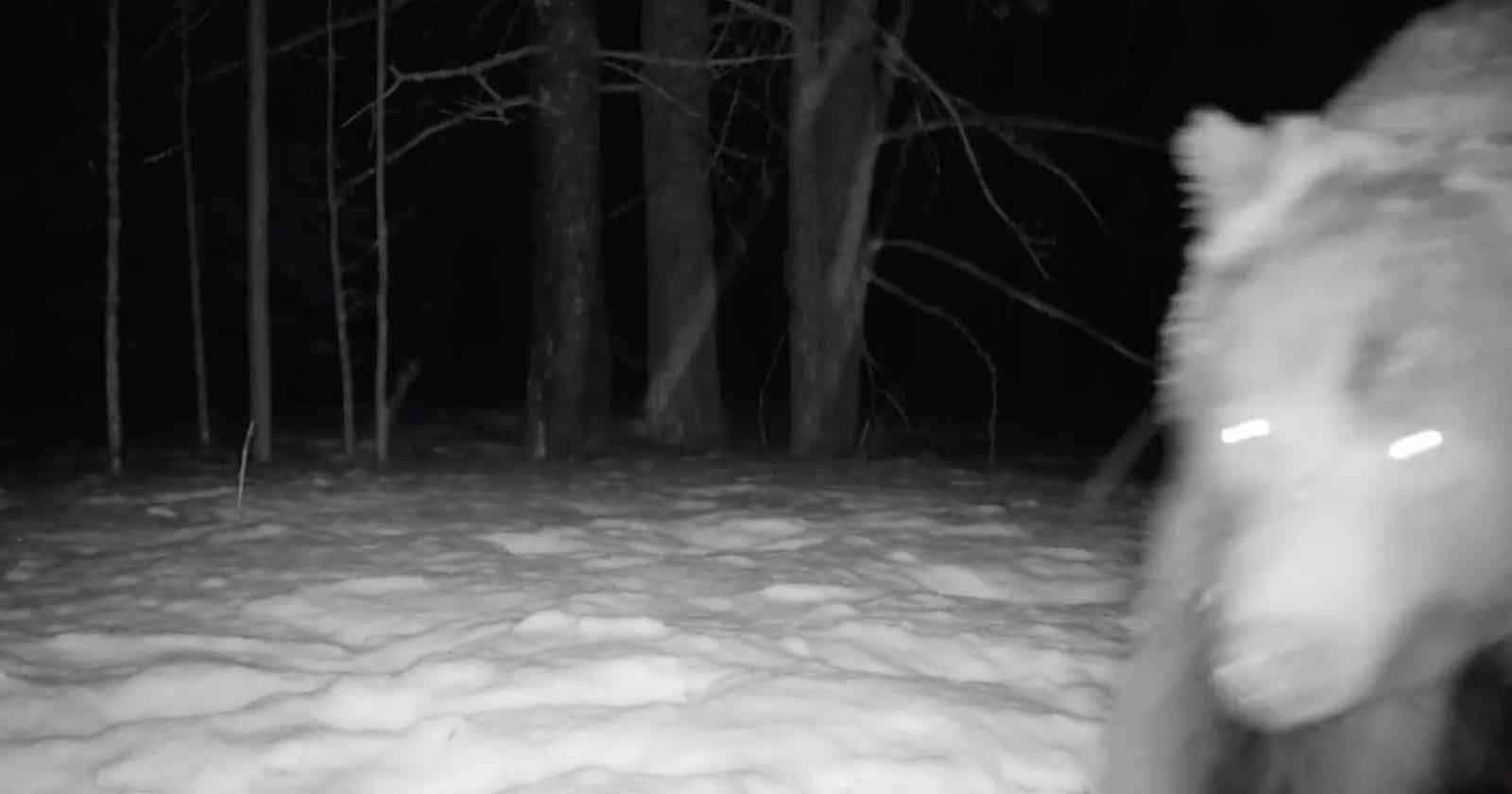 grizzly bear trail camera
