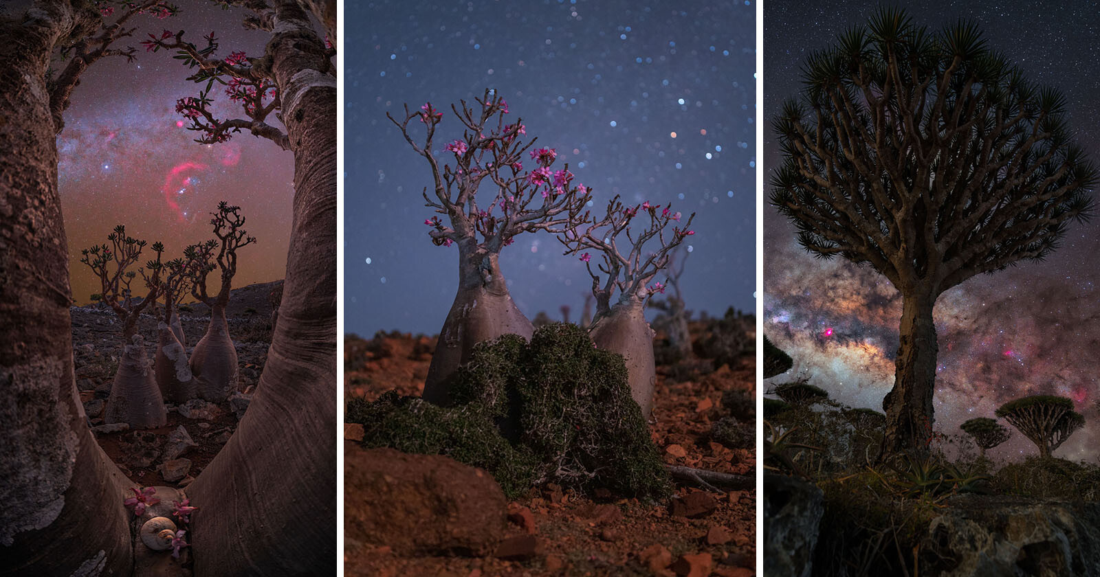 Benjamin Barakat Island of Socotra