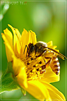 bee.jpg