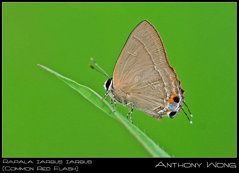Common_Red_Flash_190708_by_inckurei.jpg