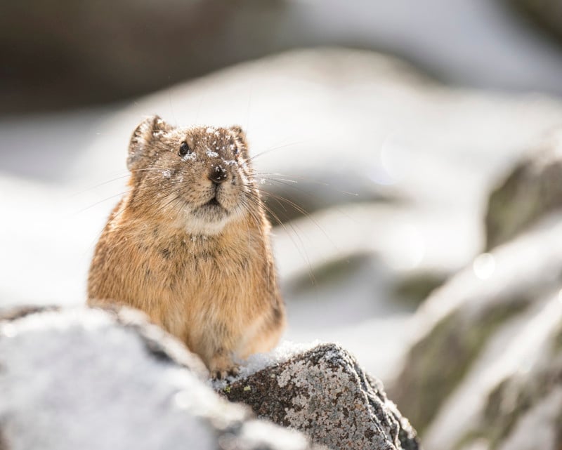 SnowyAmericanPika-800x641.jpg