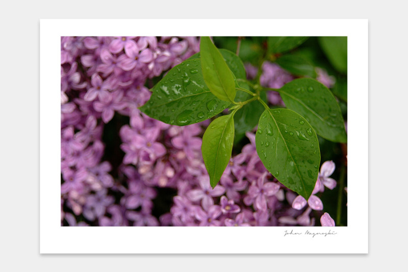 S1Pro©JohnMagnoski_002-800x533.jpg