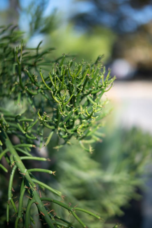 A shallow depth of field photo of a plant