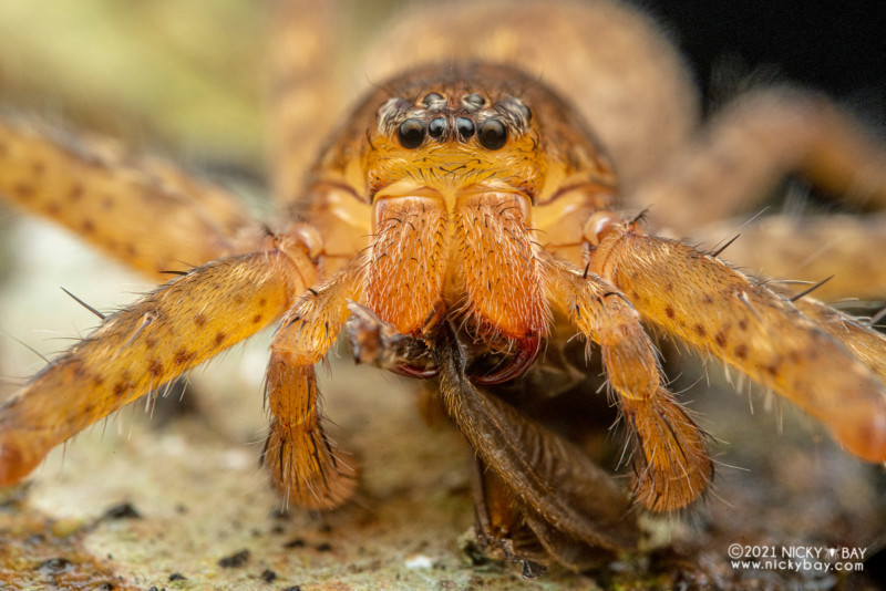 A macro photo of a huntsman spider