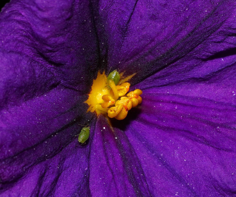 Laowa-Crop-4266-800x667.jpg