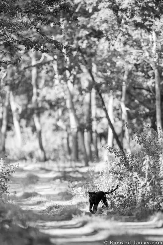 black_panther-533x800.jpg