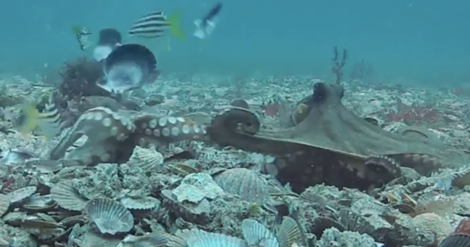 octopus