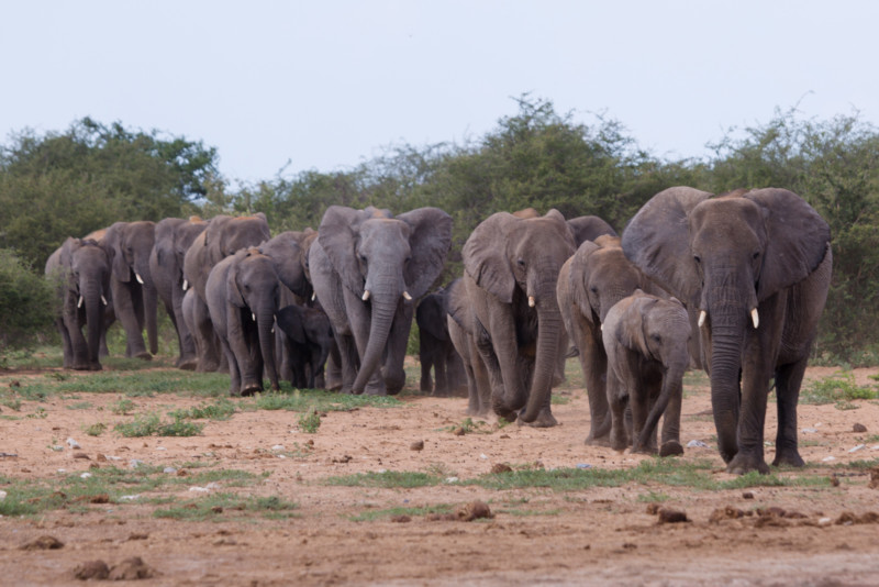 Michael-Bonocore-Etosha-Namibia-800x534.jpg