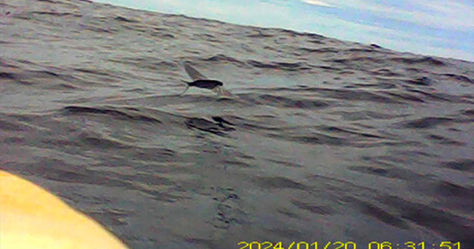 A dolphin's dorsal fin is visible above the surface of choppy ocean water under a cloudy sky. The image has a date and time stamp at the bottom right corner.