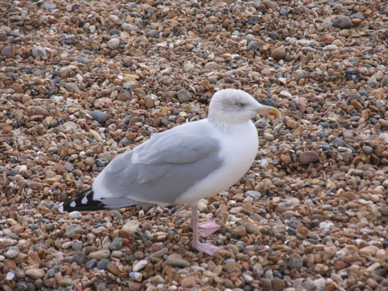 Photo taken with the Canon PowerShot Pro1