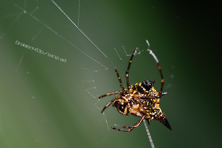Spider_by_Draken413o.jpg