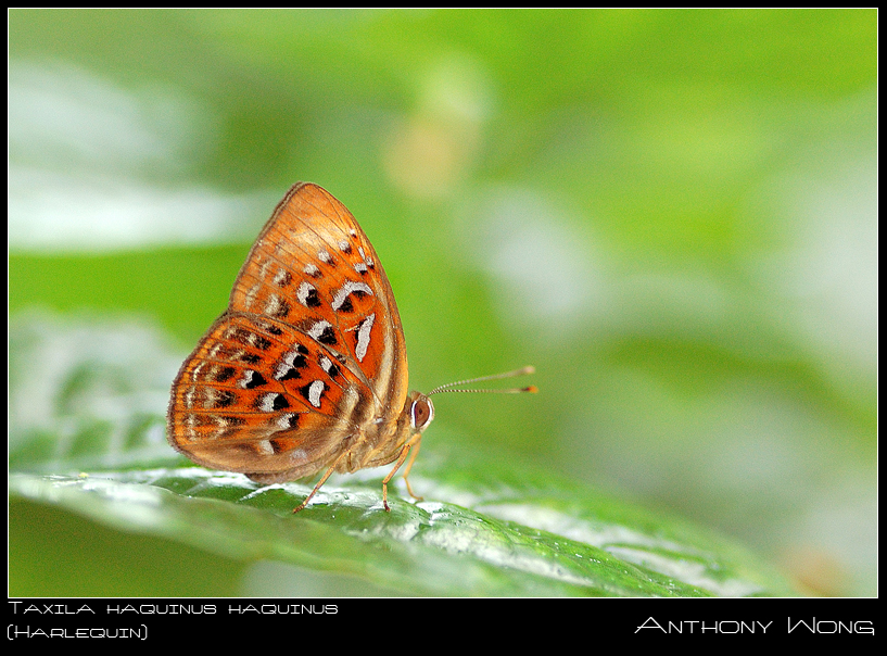 Harlequin_1_030608_by_inckurei.jpg