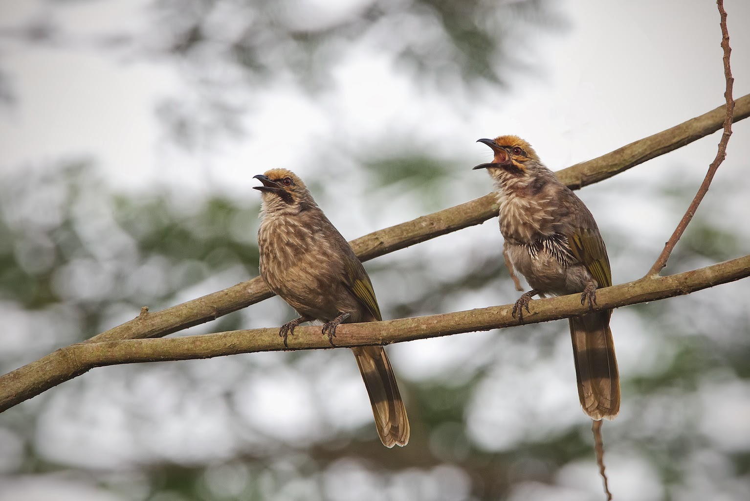 Straw+Headed+Bulbul