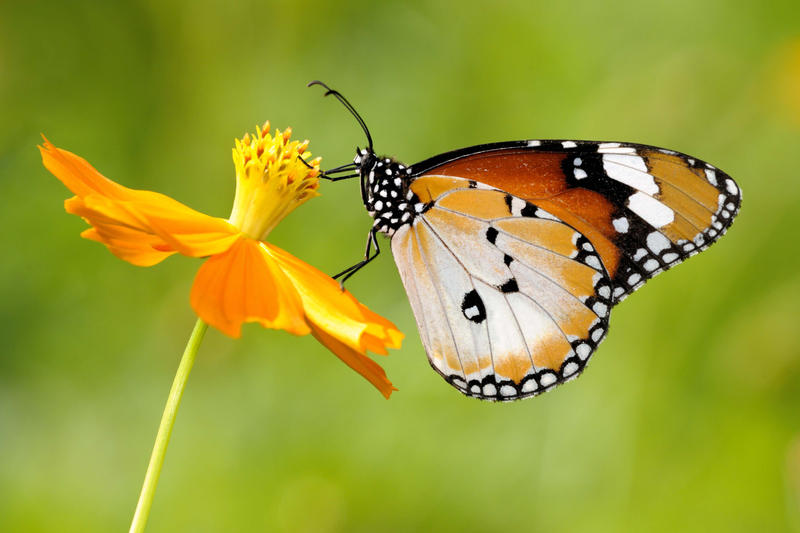 plain_tiger_050311_1_by_inckurei-d3axxs6.jpg