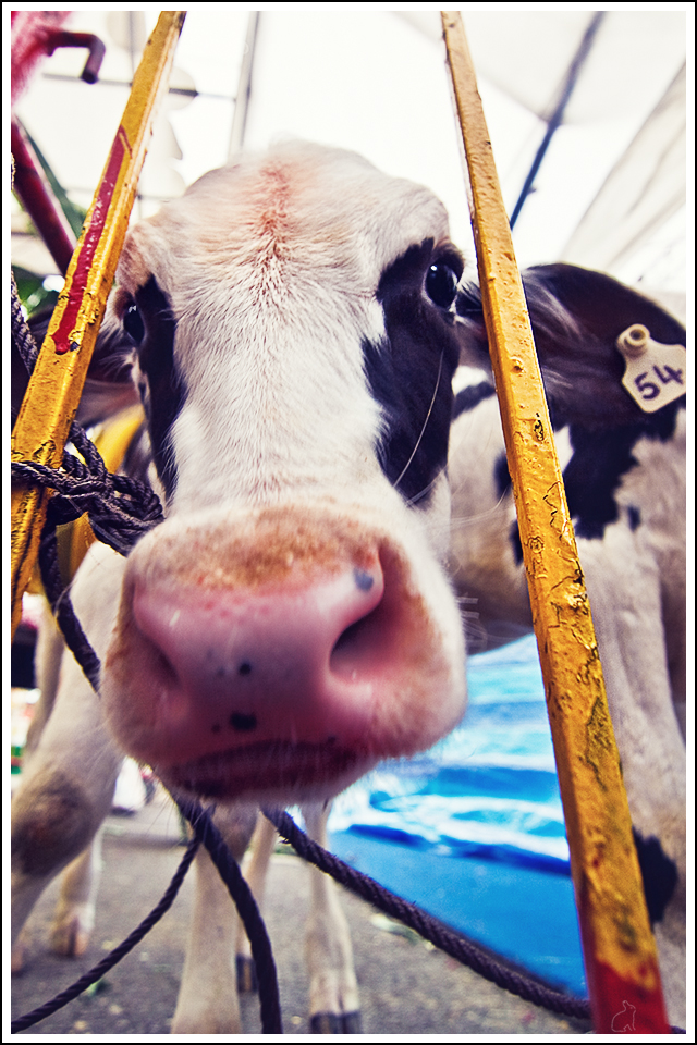 Dont_have_a_cow_by_Draken413o.jpg