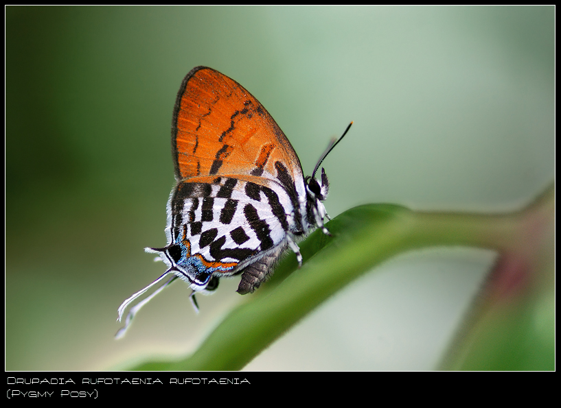 Pygmy_Posy_03_110908_by_inckurei.jpg