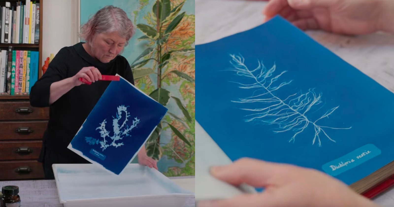 A person develops a cyanotype print of a plant, holding the blue paper above a water tray. Another close-up shows a finished cyanotype with white plant details and a small label reading Divided vein.