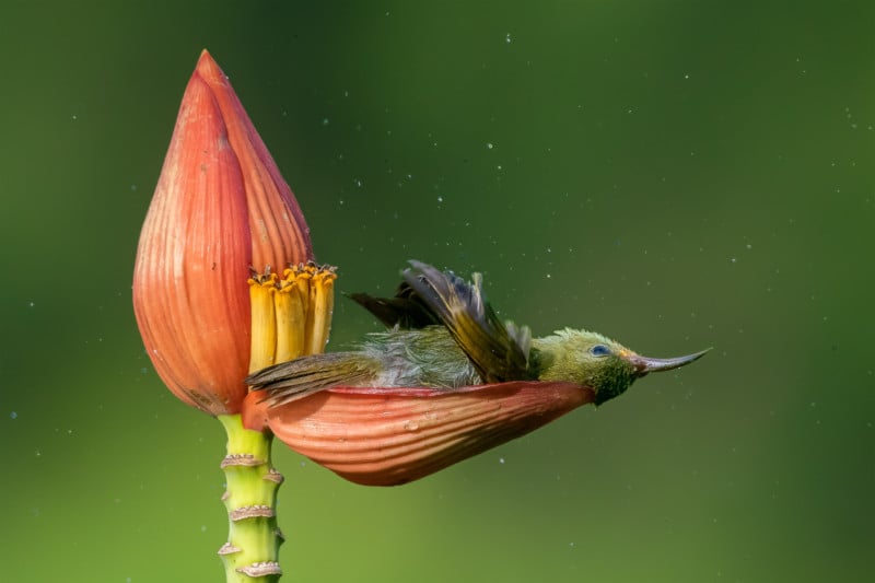 web-BIRDBEHAVIOUR-Gold-MousamRay-800x533.jpg