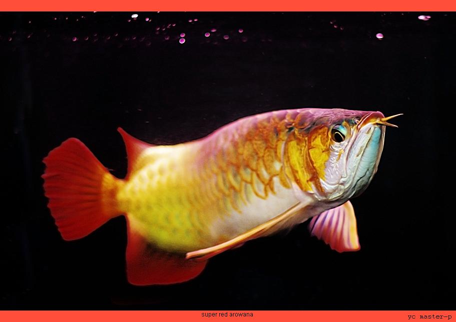 afish2.JPG