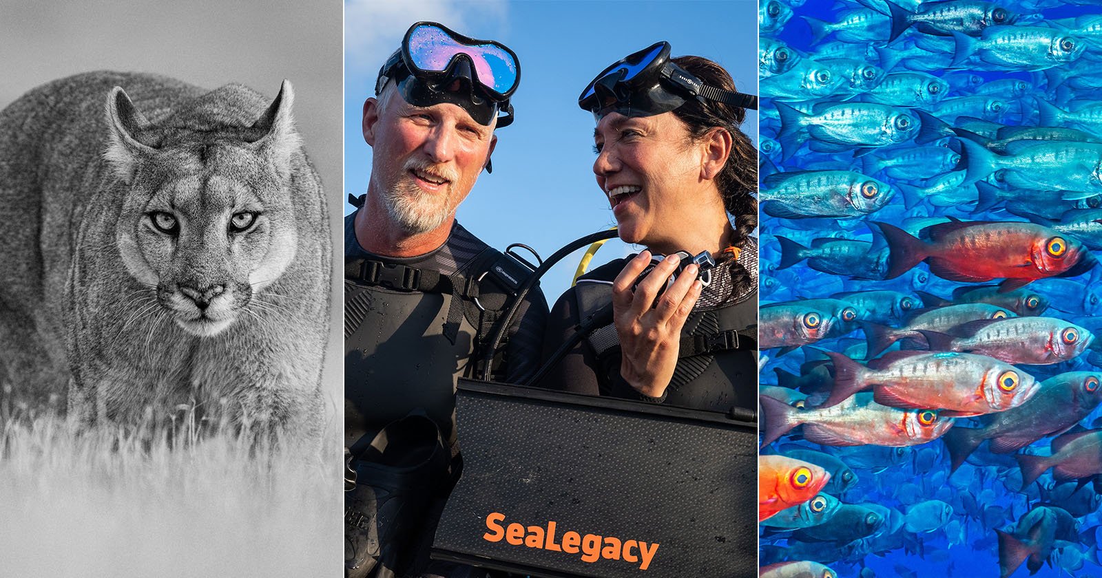 A collage with three images: a close-up of a puma in black and white; two scuba divers in wetsuits smiling, holding gear labeled SeaLegacy; and a vibrant underwater scene with a school of colorful fish.